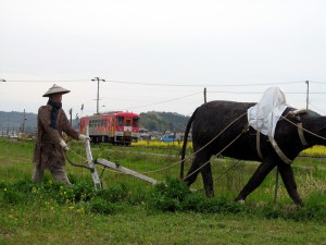 北条鉄道フラワ2000-1号と菜の花そして牛