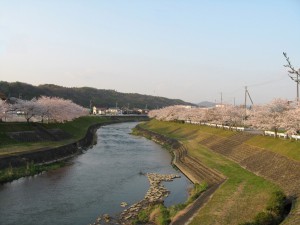 東条川の桜