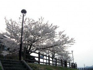 山南仁王駅の桜