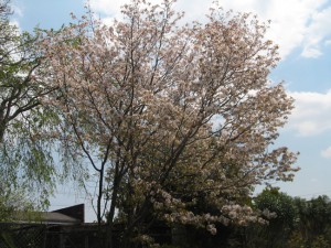 三木加佐遅咲きの桜