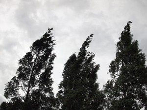 風に傾く木々
