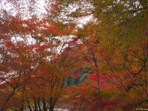 石龕寺境内椛の紅葉