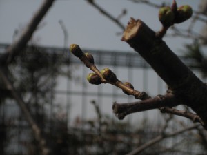 湊川公園の桜120320s