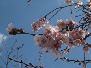西脇日野一本桜の花