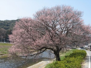 春日橋の桜2011年4月1日