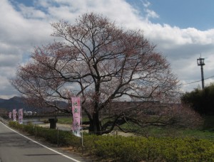 西脇市日野地蔵一本桜