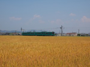 麦秋の加古川線103系