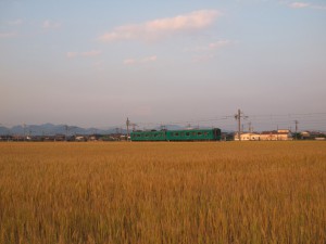 夕日に染まる麦畑と加古川103系