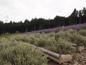ストエカス系ラベンダーの白花と紫