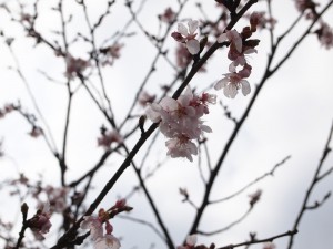 地蔵一本桜