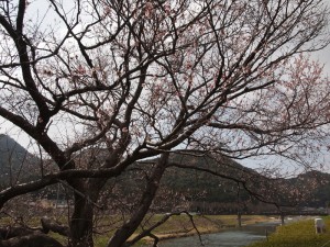 地蔵一本桜130323(26)