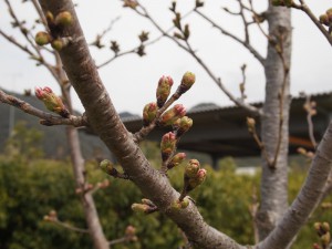 加古川堤防桜