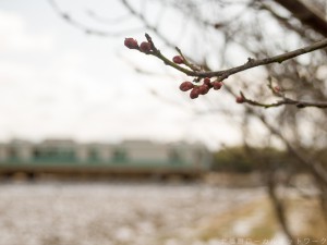 まだ咲かない梅と加古川125系