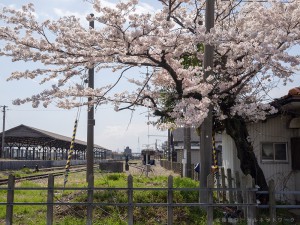 桜が迎える終着駅美濃赤坂