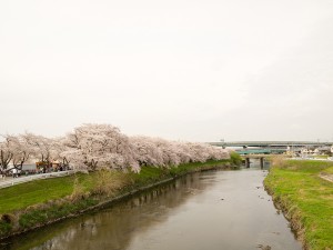 五条川と桜