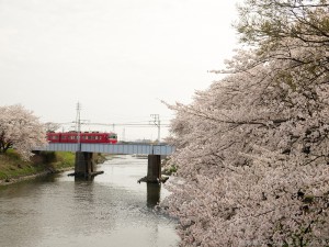 五条川の桜と名鉄電車１