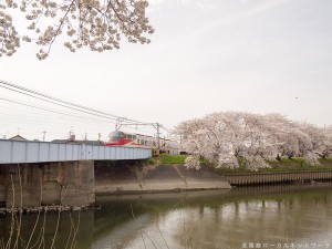 五条川の桜とパノラマSuper
