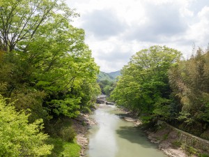 広田の吊り橋から見た篠山川の新緑