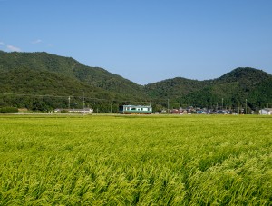 黒田の里をゆく加古川線
