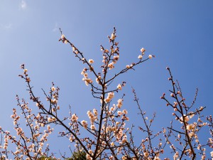 明石公園の梅