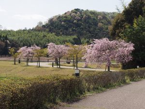 玉丘公園の桜の木々