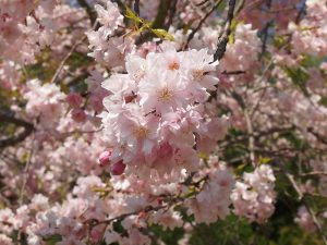 玉丘公園の桜アップ