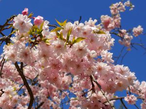 玉丘公園の桜