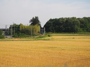 麦畑と加古川線103系