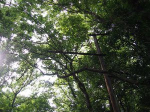 森の中にたたずむ架線柱