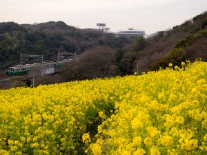 神戸市営地下鉄と菜の花