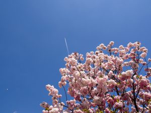 京都八重桜と飛行機