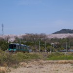 加古川線と播磨中央公園の桜2013年4月4日