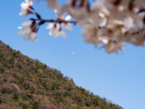 桜と白い月