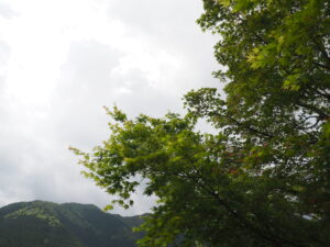楓と雲